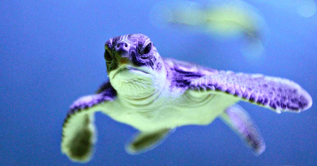 Why are Malaysia’s sea turtles disappearing?  The ASEAN Post